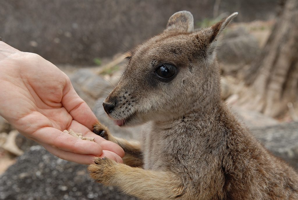 0255 Granite Gorge.jpg